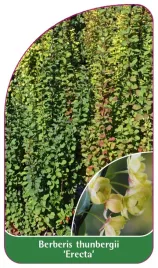 etykieta-szkolkarska-berberis-thunbergii-erecta