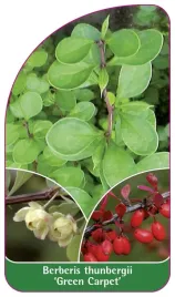 etykieta-szkolkarska-berberis-thunbergii-green-carpet
