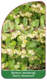 etykieta-szkolkarska-berberis-thunbergii-green-ornament