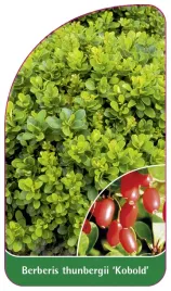 etykieta-szkolkarska-berberis-thunbergii-kobold