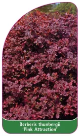 etykieta-szkolkarska-berberis-thunbergii-pink-attraction