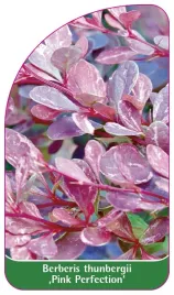etykieta-szkolkarska-berberis-thunbergii-pink-perfection