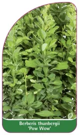 etykieta-szkolkarska-berberis-thunbergii-pow-wow