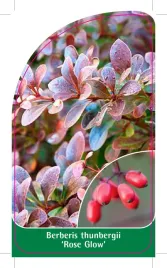 etykieta-szkolkarska-berberis-thunbergii-rose-glow-a