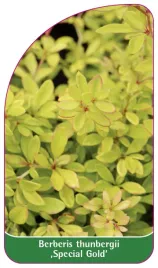 etykieta-szkolkarska-berberis-thunbergii-special-gold