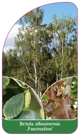 etykieta-szkolkarska-betula-albosinensis-fascination