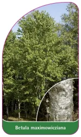 etykieta-szkolkarska-betula-maximowicziana