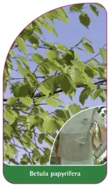etykieta-szkolkarska-betula-papyrifera