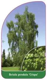 etykieta-szkolkarska-betula-pendula-crispa