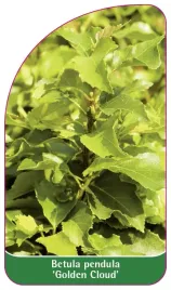 etykieta-szkolkarska-betula-pendula-golden-cloud