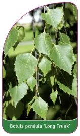 etykieta-szkolkarska-betula-pendula-long-trunk