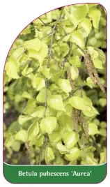 etykieta-szkolkarska-betula-pubescens-aurea