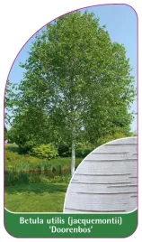 etykieta-szkolkarska-betula-utilis-jacquemontii-doorenbos-a