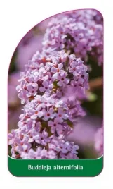 etykieta-szkolkarska-buddleia-alternifolia
