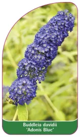 etykieta-szkolkarska-buddleia-davidii-adonis-blue