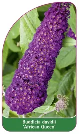 etykieta-szkolkarska-buddleia-davidii-african-queen