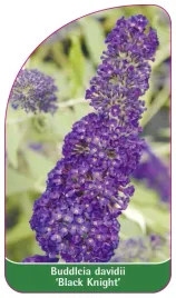 etykieta-szkolkarska-buddleia-davidii-black-knight