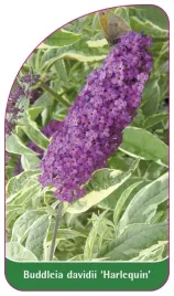 etykieta-szkolkarska-buddleia-davidii-harlequin