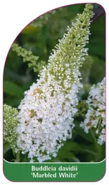 etykieta-szkolkarska-buddleia-davidii-marbled-white