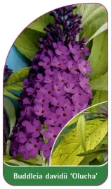 etykieta-szkolkarska-buddleia-davidii-olucha