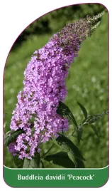 etykieta-szkolkarska-buddleia-davidii-peacock-a