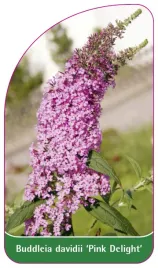 etykieta-szkolkarska-buddleia-davidii-pink-delight