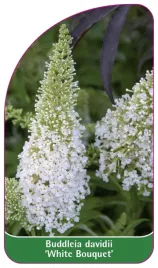 etykieta-szkolkarska-buddleia-davidii-white-bouquet