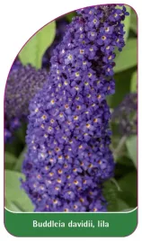 etykieta-szkolkarska-buddleia-davidii-lila