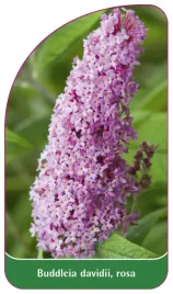 etykieta-szkolkarska-buddleia-davidii-rosa