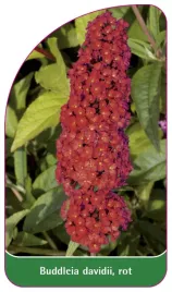 etykieta-szkolkarska-buddleia-davidii-rot