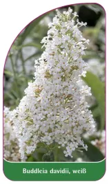 etykieta-szkolkarska-buddleia-davidii-weiss