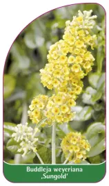 etykieta-szkolkarska-buddleia-weyeriana-sungold