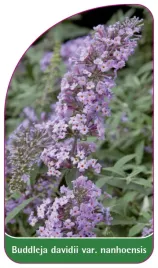 etykieta-szkolkarska-buddleja-davidii-var-nanhoensis