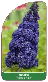 etykieta-szkolkarska-buddleja-ellen-s-blue