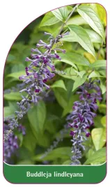 etykieta-szkolkarska-buddleja-lindleyana
