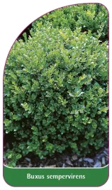 etykieta-szkolkarska-buxus-sempervirens-a