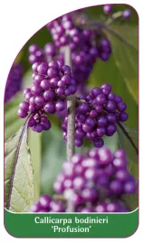 etykieta-szkolkarska-callicarpa-bodinieri-profusion-b