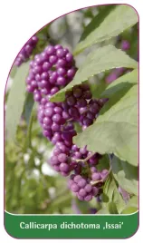etykieta-szkolkarska-callicarpa-dichotoma-issai
