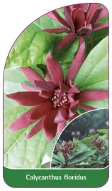 etykieta-szkolkarska-calycanthus-floridus