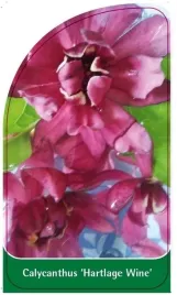 etykieta-szkolkarska-calycanthus-hartlage-wine