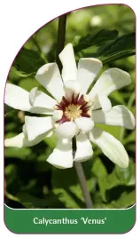 etykieta-szkolkarska-calycanthus-venus