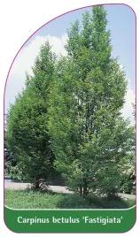 etykieta-szkolkarska-carpinus-betulus-fastigiata