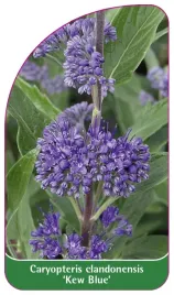 etykieta-szkolkarska-caryopteris-clandonensis-kew-blue