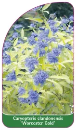 etykieta-szkolkarska-caryopteris-clandonensis-worcester-gold