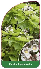 etykieta-szkolkarska-catalpa-bignonioides-b