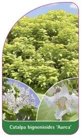 etykieta-szkolkarska-catalpa-bignonioides-aurea