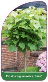 etykieta-szkolkarska-catalpa-bignonioides-nana-b