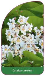 etykieta-szkolkarska-catalpa-speciosa