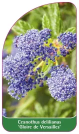 etykieta-szkolkarska-ceanothus-delilianus-gloire-de-versailles