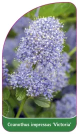 etykieta-szkolkarska-ceanothus-impressus-victoria